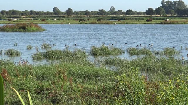 4K A Group of Pink Flamingo in the water while Horses Grazing On The Wetland Of Do&ntilde;ana National Park. Phoenicopterus Roseus searching food in the marsh Roc&iacute;o with flock of birds flying past.-Dan