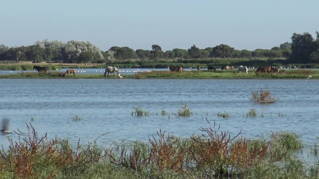 4K A Group of Pink Flamingo in the water while Horses Grazing On The Wetland Of Do&ntilde;ana National Park. Phoenicopterus Roseus searching food in the marsh Roc&iacute;o with flock of birds flying past.-Dan