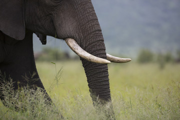 Portrait of wild free roaming african elephant