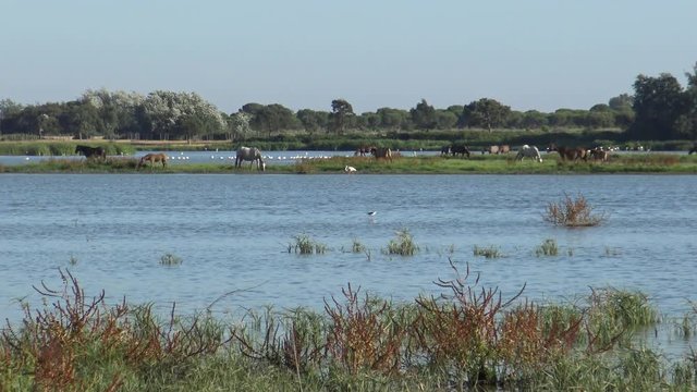 4K A Group of Pink Flamingo in the water while Horses Grazing On The Wetland Of Do&ntilde;ana National Park. Phoenicopterus Roseus searching food in the marsh Roc&iacute;o with flock of birds flying past.-Dan