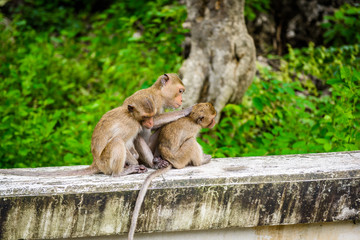 monkeys (crab eating macaque) grooming one another.