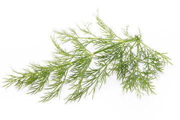 Fresh dill on the white background.