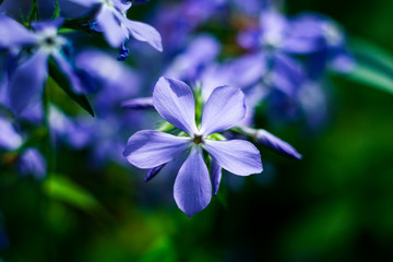 Beautiful blue flowers, close-up,Blue lilac flowers  with water drops,flowers in the garden in earlier spring, spring time concept, flowers concept