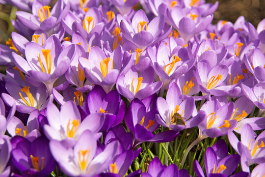 Lila crocus on the meadow in early spring time