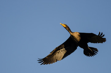 Double-Crested Cormorant Flying in a Blue Sky
