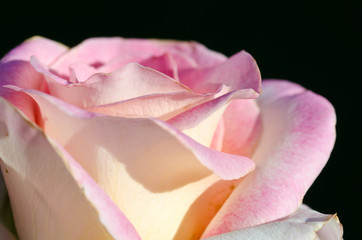 Fototapeta na wymiar Lost in the Gentle Folds of the Delicate Rose