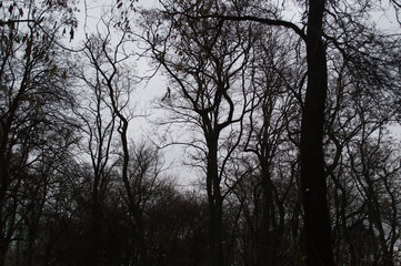 Autumn tree silhouettes in the forest