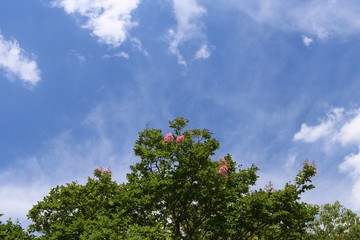馬見丘陵公園のサルスベリ