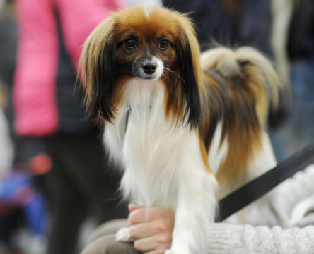 Continental Toy Spaniel at dog show, Moscow.