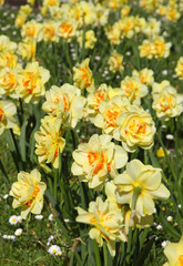 Obraz premium Narcisse Tahiti