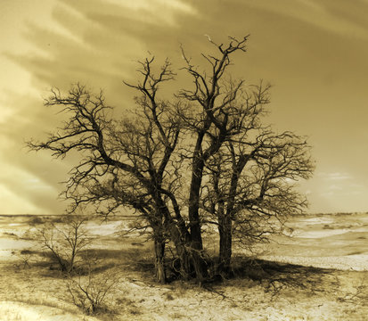 Stylized image of a group of trees in the middle of the desert