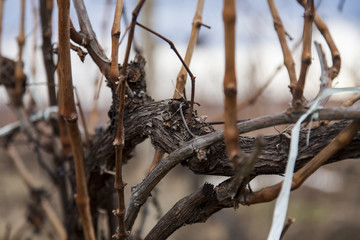 Vineyard in winter
