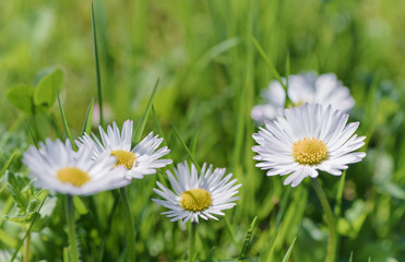 Obraz na płótnie Canvas Daisy flowers on meadow. 