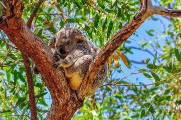 Verschlafener Koala auf Magnetic Island, Australien