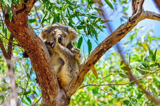 Sleepy koala in Magnetic Island, Australia