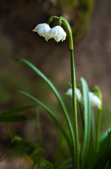 Snowdrop spring flowers. Delicate Snowdrop flower is one of the spring symbols telling us winter is leaving and we have warmer times ahead. Fresh green well complementing the white blossoms.