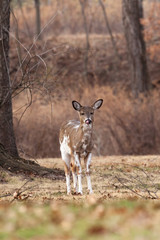 White-tailed Deer Grazing Near Woods