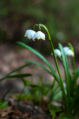 Snowdrop spring flowers. Delicate Snowdrop flower is one of the spring symbols telling us winter is leaving and we have warmer times ahead. Fresh green well complementing the white blossoms.