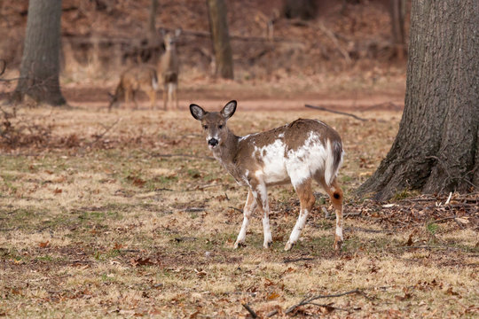 White-tailed Deer Grazing Near Woods