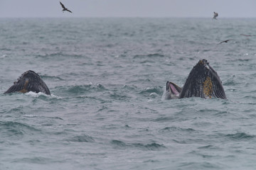 Fototapeta premium Humpback Whale emerging from ocean surface jaws open tongue visible