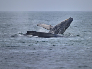 Humpback Whales splashing in Ocean Waters