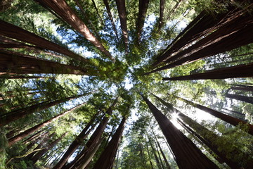Fototapeta na wymiar Redwood