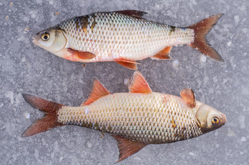 two caught fishes lying on ice, against each other