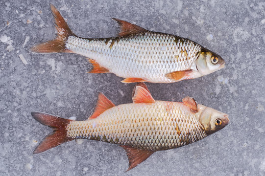 two caught fishes lies on the ice to each other