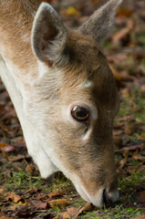 close up of a fallow deer fawn