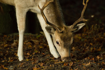 fallow deer buck grazing