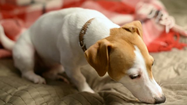 Jack Russell Terrier eats dog treat