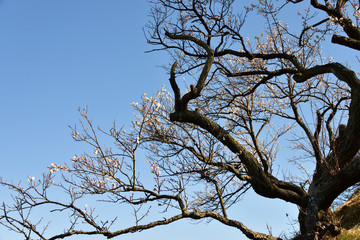 plum tree