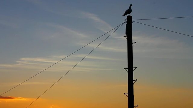 Seagull sits on telegraph pole, sunset