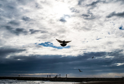 Holy spirit bird flies in blue sky, bright light shines from heaven, flying pigeon, sea on the background