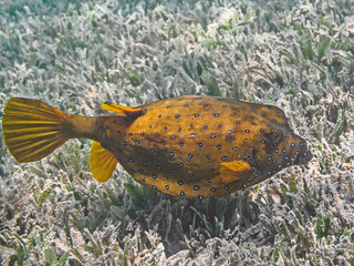 Yellow boxfish (Ostracion cubicus), also known as cube trunkfish or polkadot boxfish swimming in tropical sea water near seagrass