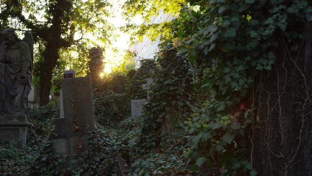 A moving shot that dollies to the right by some vine covered headstones and trees to see the sunlight peak through between them.  A state of an angel can be seen. Lens flares. 4k.