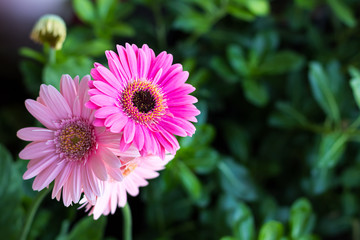 Obraz premium Pink gerbera on green leaf.