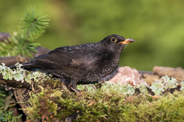Blackbird, Turdus merula