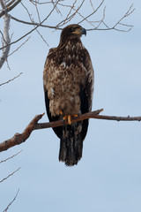 Bald eagle (Immature) sitting on a branch