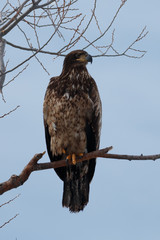Bald eagle (Immature) sitting on a branch