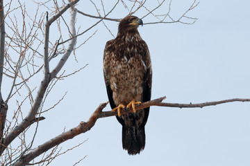Bald eagle (Immature) sitting on a branch