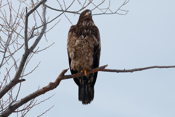 Bald eagle (Immature) sitting on a branch