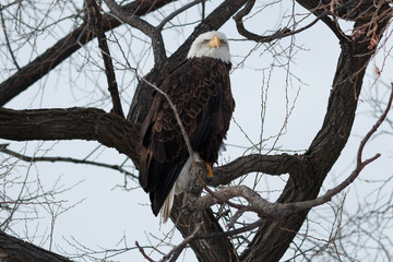 Bald eagle sitting on a branch