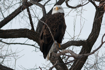 Bald eagle sitting on a branch