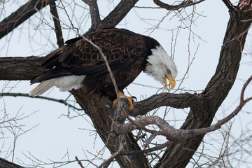 Bald eagle with its beak open