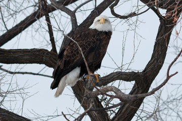 Bald eagle sitting on a branch
