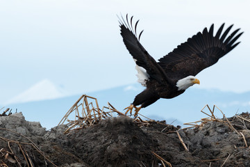 Bald eagle taking off
