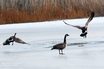 Fototapeta premium Canada geese taking off
