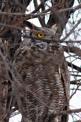 Great horned owl sitting on a branch