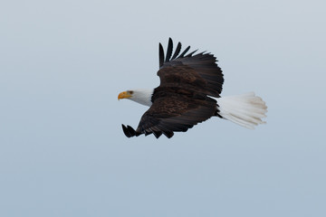 Bald eagle soaring